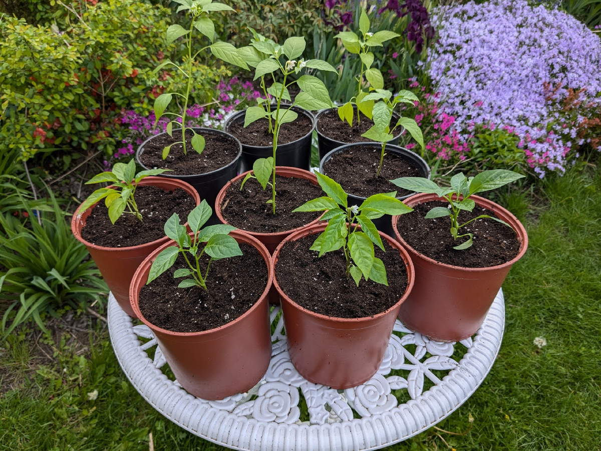 Когда-то покупала аж девять маков, но в саду прижилось только три, а горшки остались