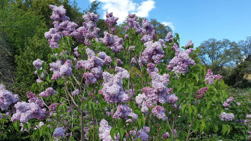 «Маршал Василевский»
