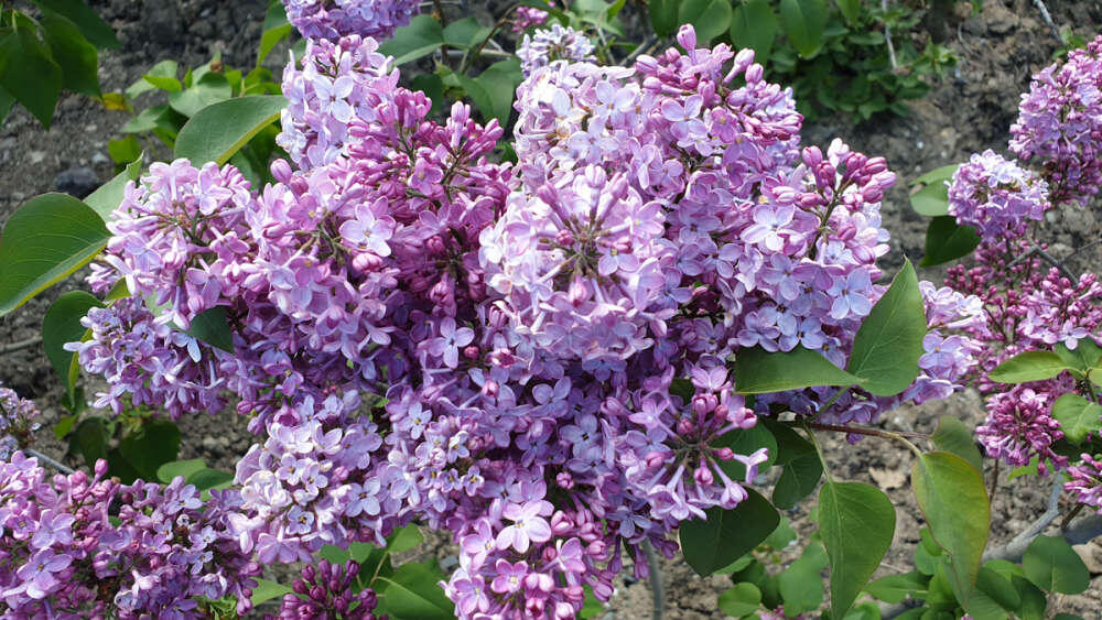 «Эльтиген»
