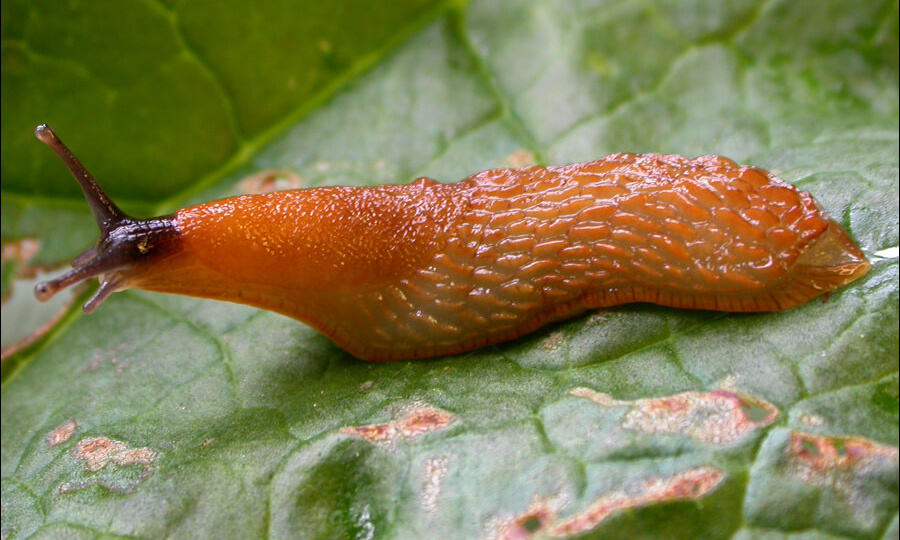Как избавиться от слизняков в огороде и на дачном участке: эффективные методы борьбы