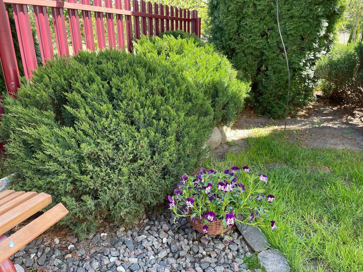 Казацкие можжевельники. Фото автора