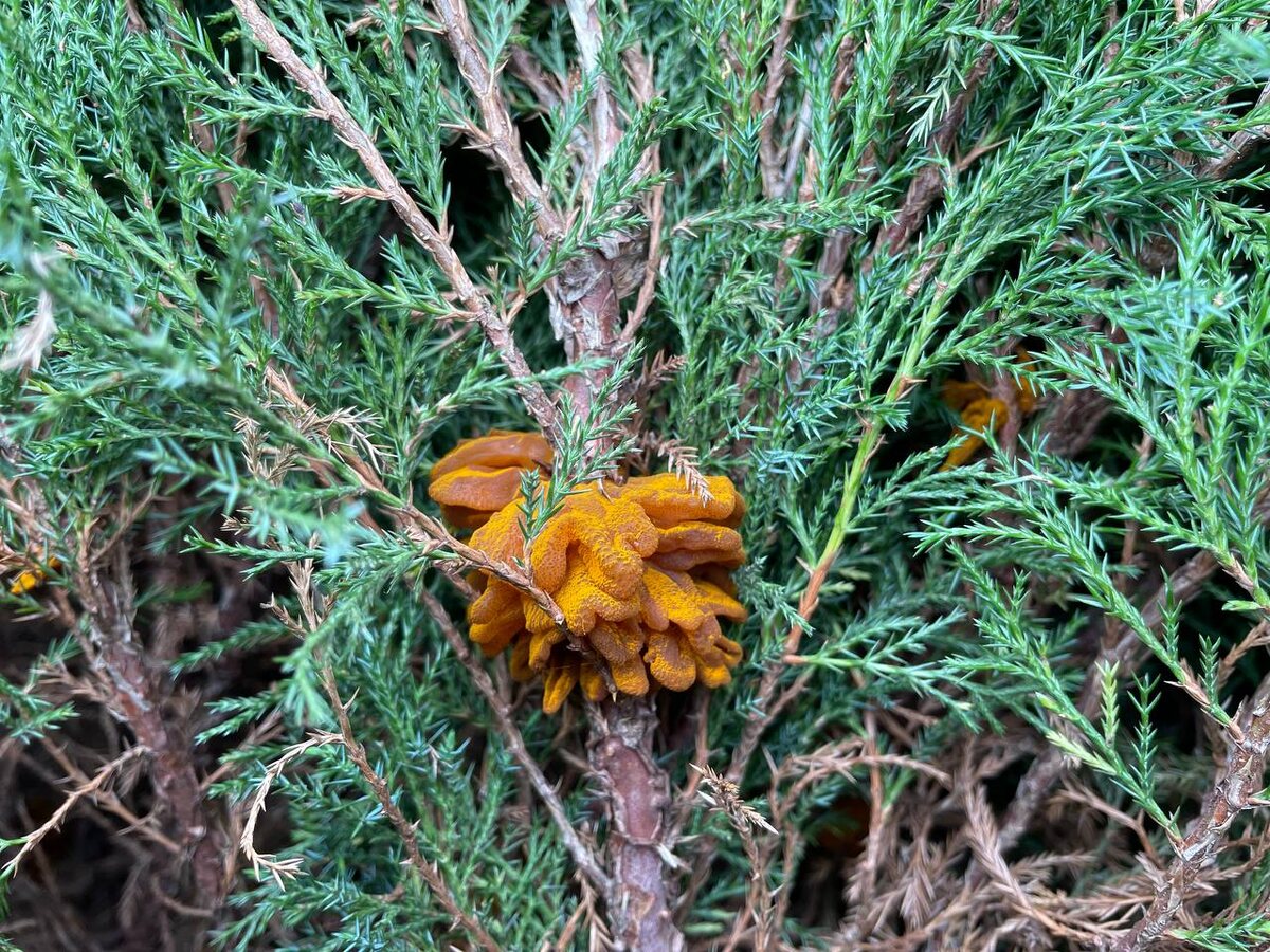 Ржавчина на казацком можжевельнике. Через неделю плодовые грибы исчезают. Фото автора