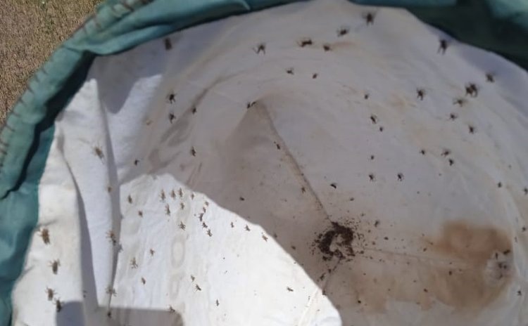    На полях Ставрополья отрождается мароккская саранча