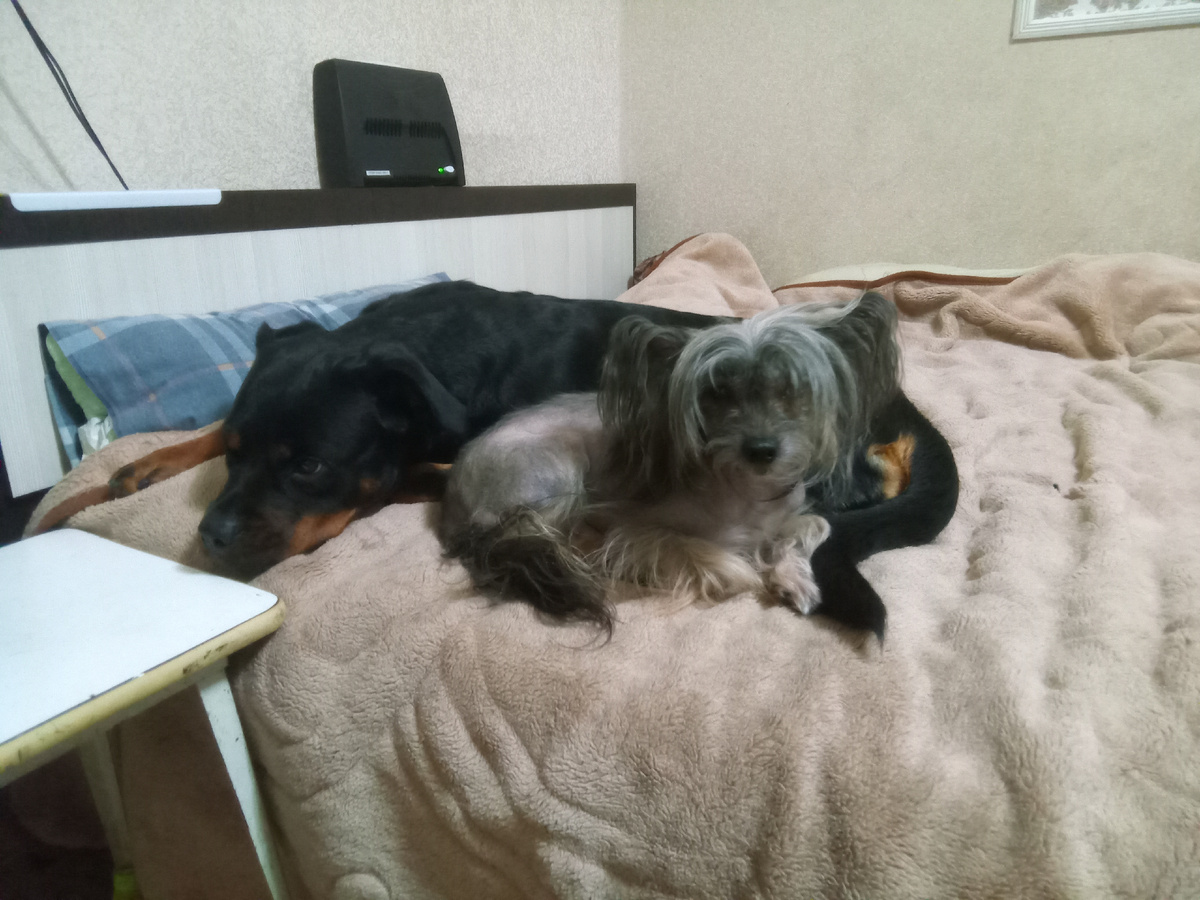 Наши балбесы КХС Шанзи и ротвейлер Мия