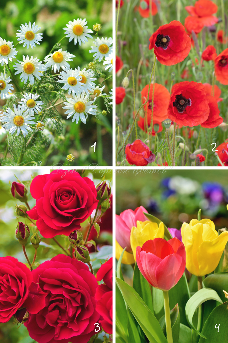 1 - ромашка; 2 - мак; 3 - роза; 4 - тюльпан