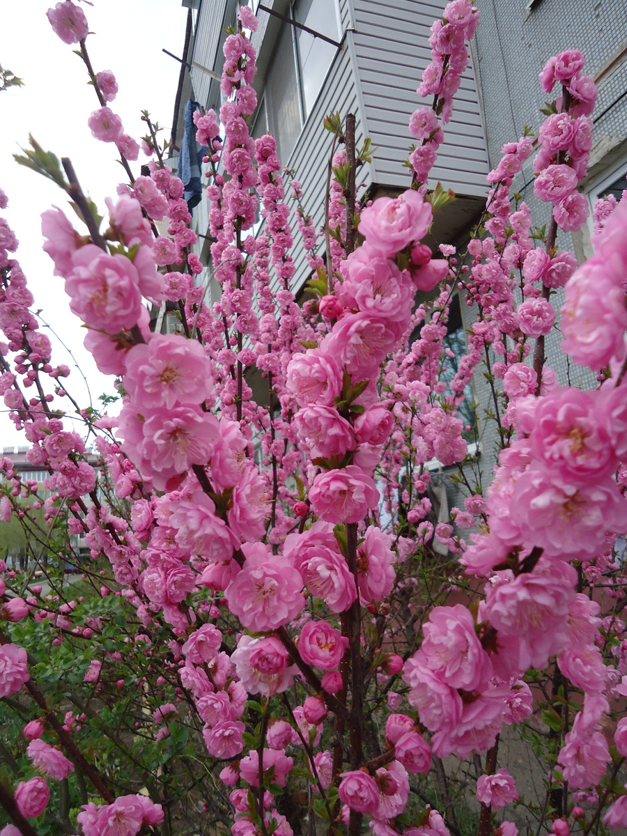 Фрагмент кустарника