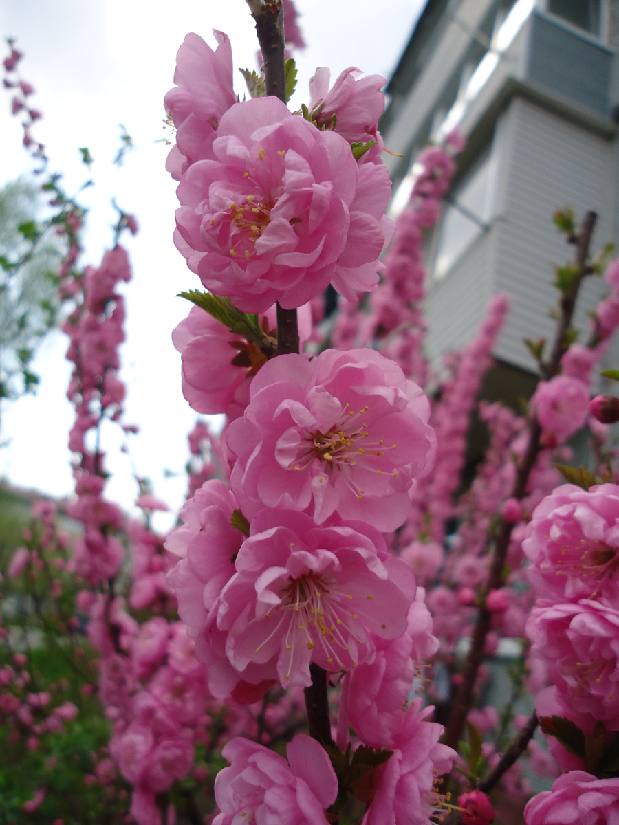 Фрагмент кустарника