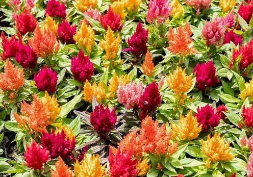 На фестивале Tashkent Flower Fest 2025. Фото Андрея Кудряшова/«Фергана»