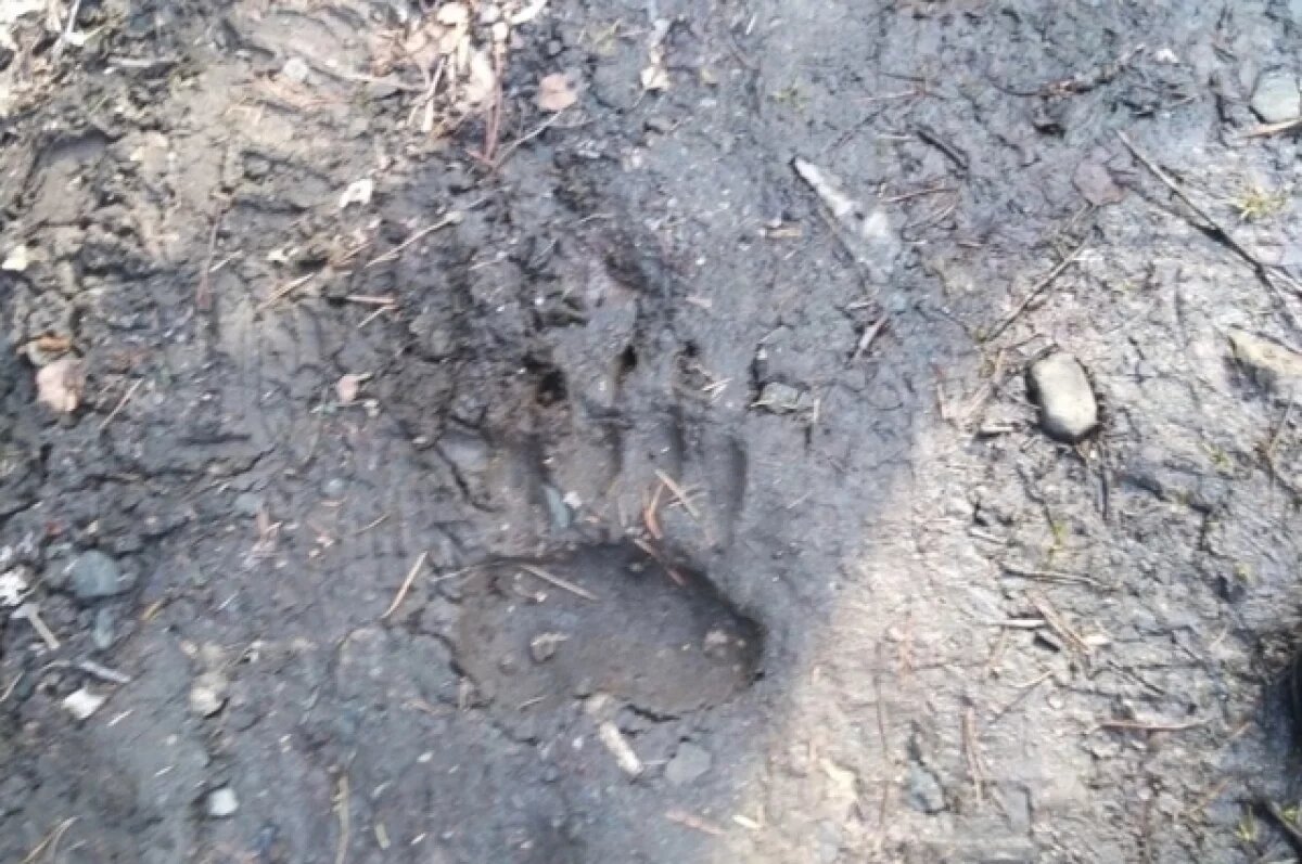    Медведь не должен быть большим, судя по отпечатку лапы.