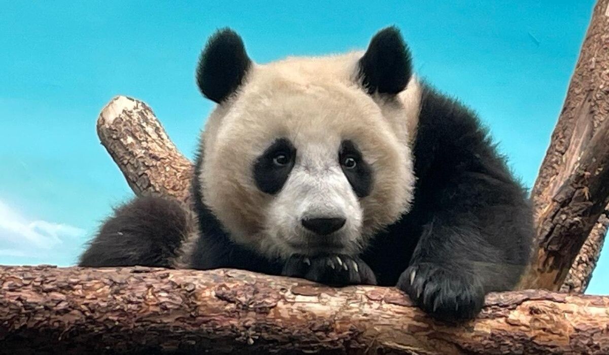     Катюша. Источник: t.me/svetlanaakulova1/8016 Автор фото: Светлана Акулова