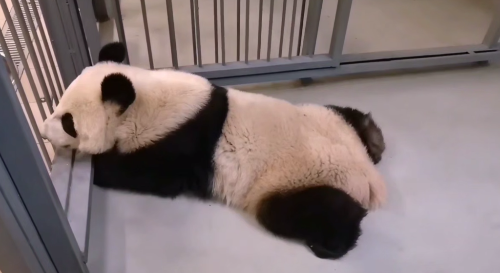 Катюша на тренинге. Источник: t.me/svetlanaakulova1 Автор фото: Скриншот видео📷
