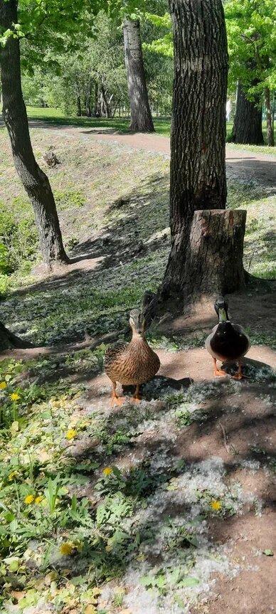 Фото автора. Тополиный пух, одуванчики и утки - подошли за кормом!)