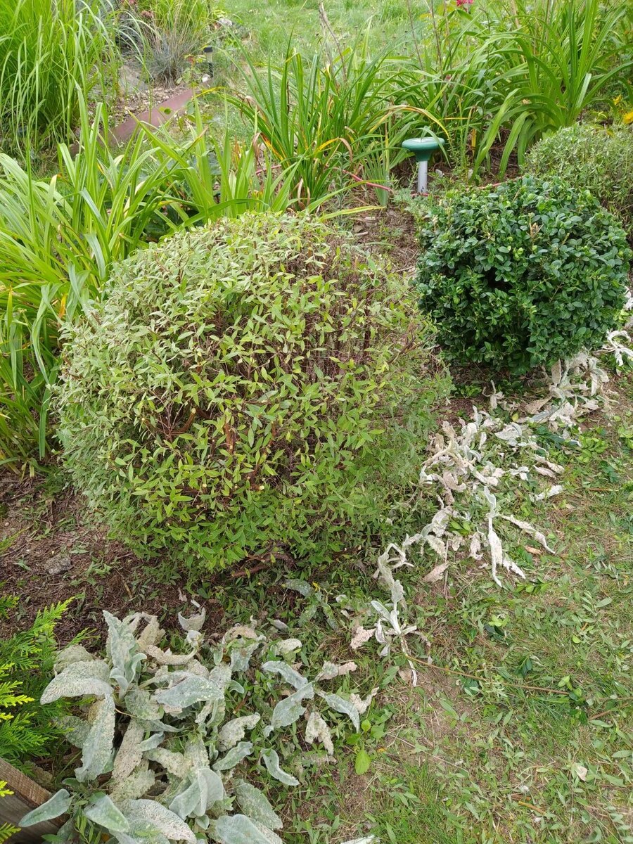 Шарики из спиреи, самшита летом