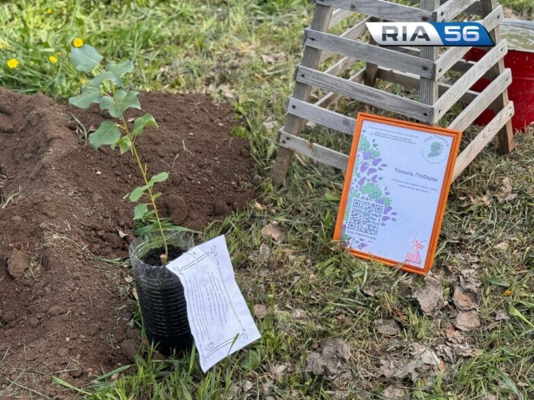    В Оренбурге около Дома Памяти высадили «Тополь Победы» Андрей Севостьянов