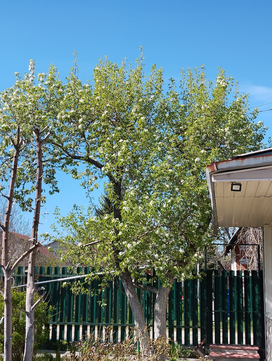 Этой груше лет тридцать уже