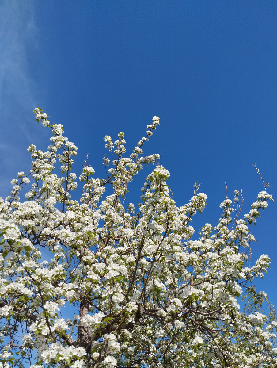 Надеюсь, в этом году будет урожай