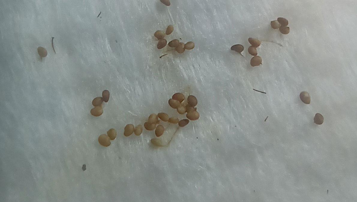 Семена клубники (земляники садовой)