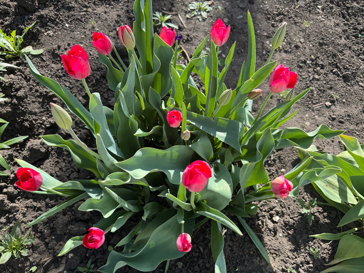 Мамины цветы 