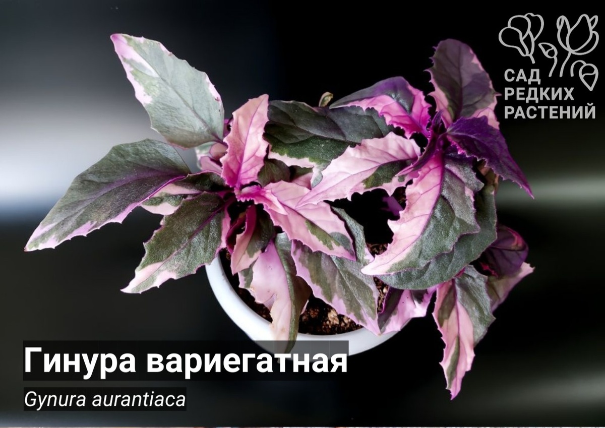 Гинура вариегатная