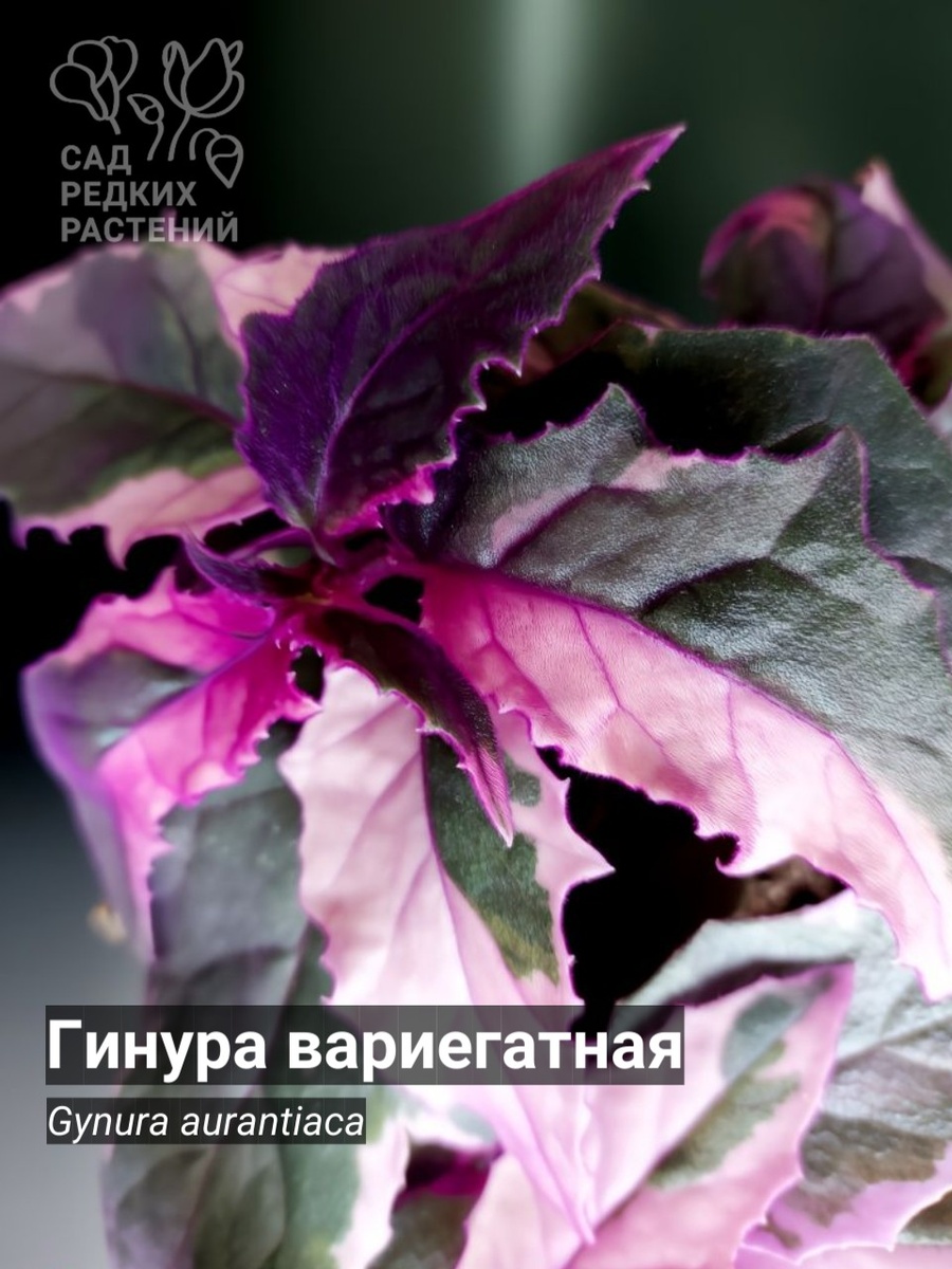 Гинура вариегатная