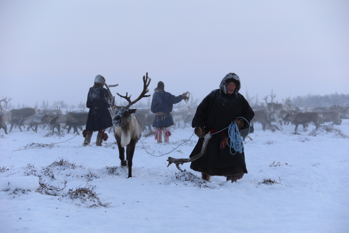Ямальские оленеводы не боятся крепких морозов