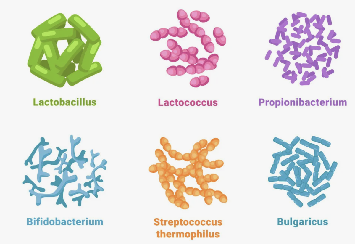 Пробиотики: главные представители