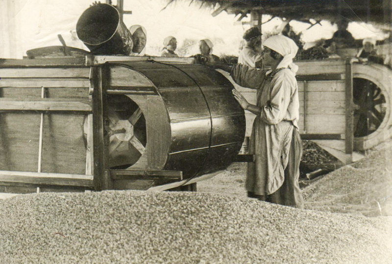 Колхоз «Сентяк», сортировка ржи. Источник: Елабужский государственный музей-заповедник