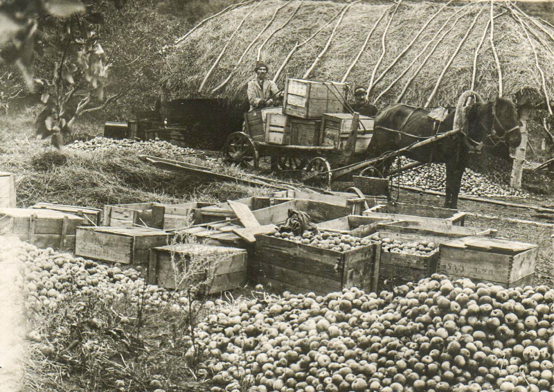 Колхоз «Сентяк», сортировка яблок. Источник: Елабужский государственный музей-заповедник