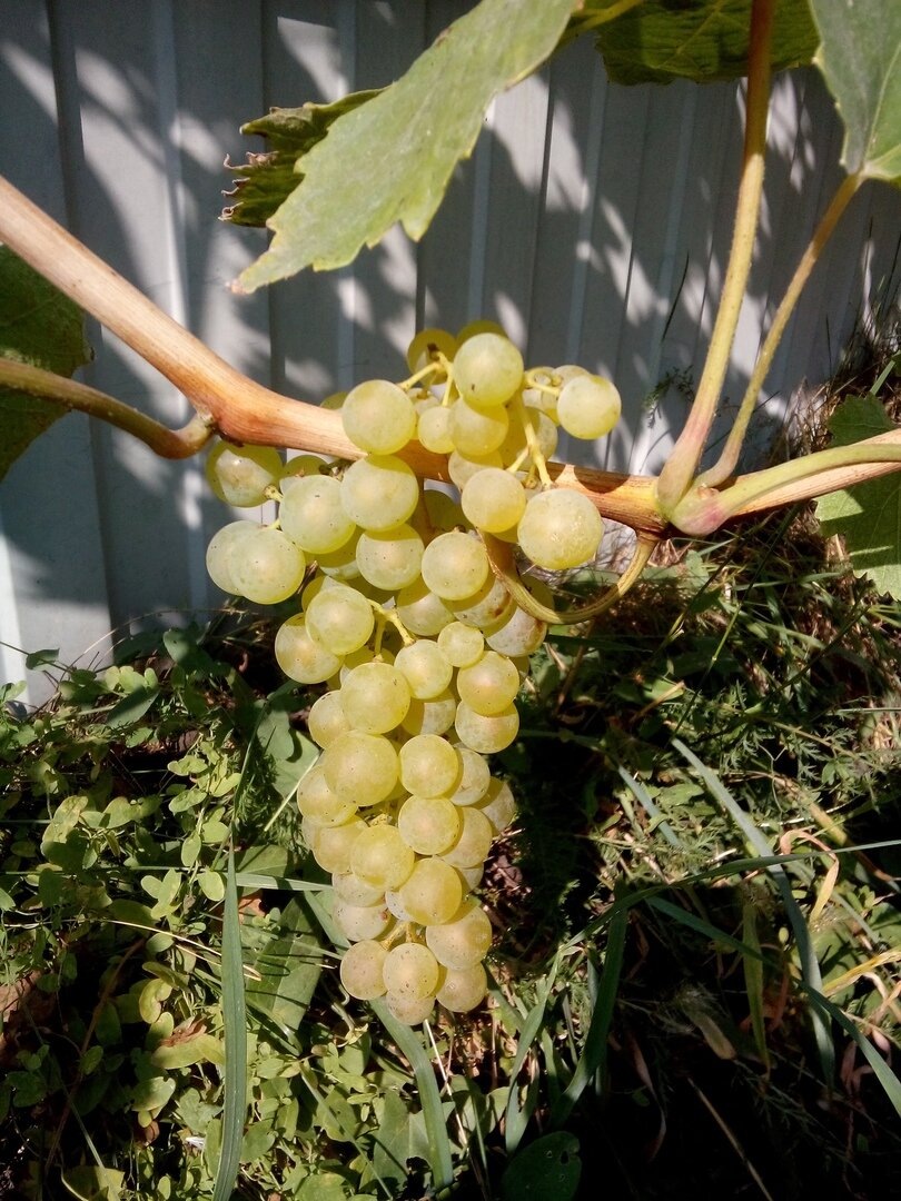 Гроздь Уньи блан, первое плодоношение. Архив 