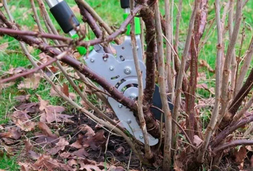 Не допускайте загущения кустов, если хотите обильный и вкусный урожай ягод