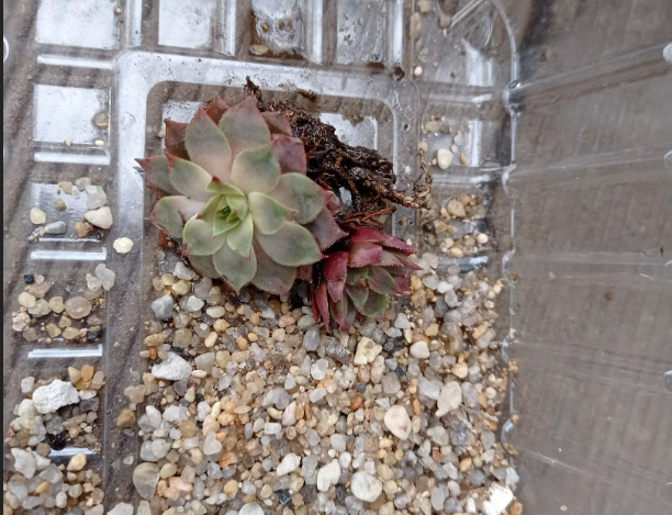 герой номер раз