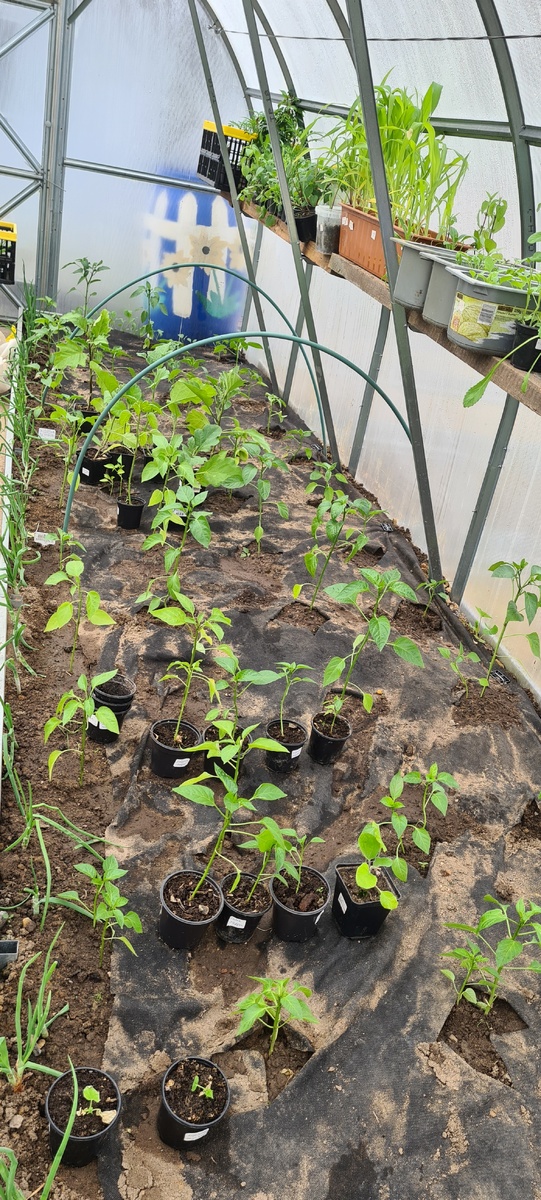 Смотрится неказисто, но посадка это земля ,потом красивее будет. 