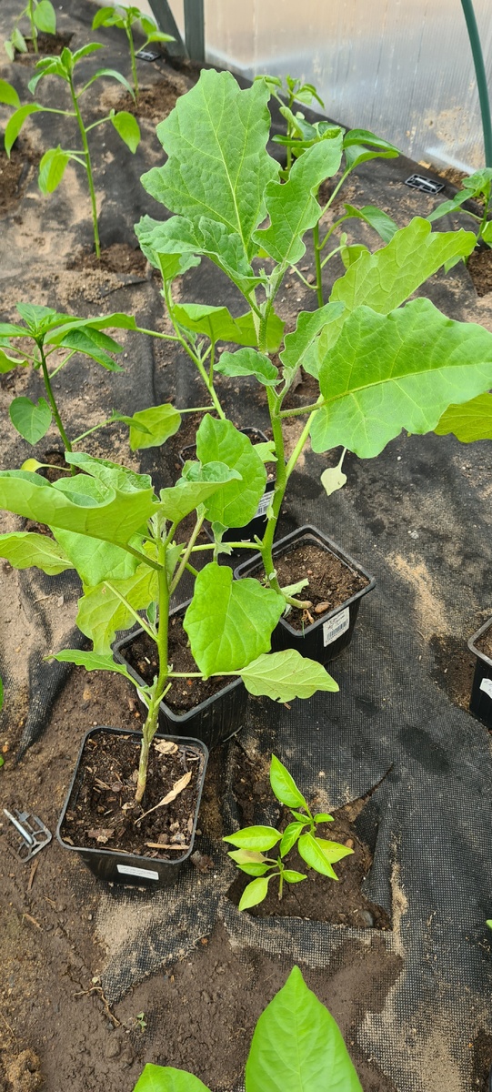 Мои баклажаны. 