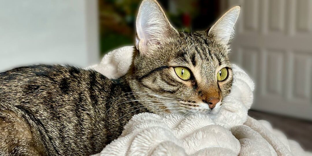 Кошка-экстрасенс в нашем доме