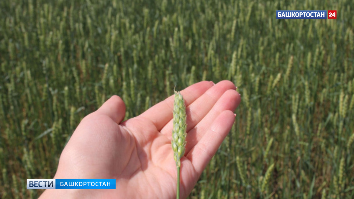    Производитель биопрепаратов из Башкортостана начал реализацию продукции в ОАЭ