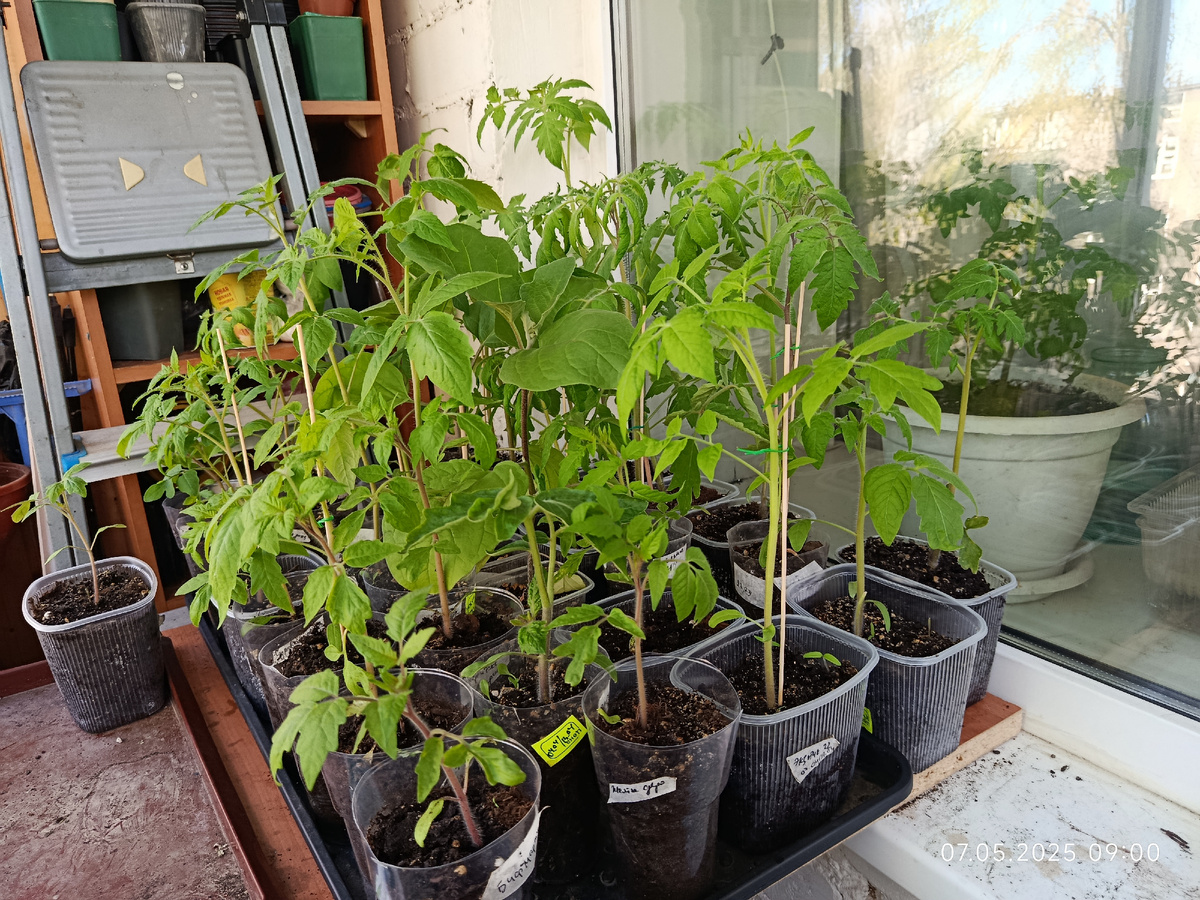 Моя рассада высоких томатов для высадки на улицу. Дата посева 31 марта. Возраст рассады на дату фото меньше 30 дней.