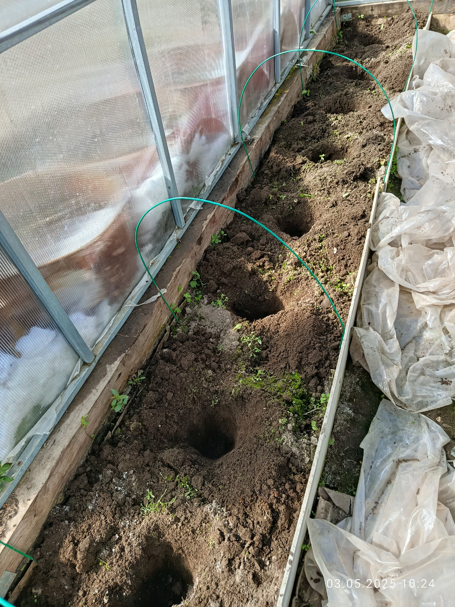 Ширина грядки 50 сантиметров. Один ряд томатов, без вариантов. 