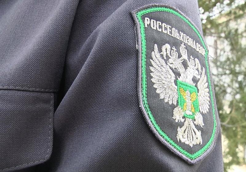    Фото Управления Россельхознадзора по РО Екатерина Молчанова