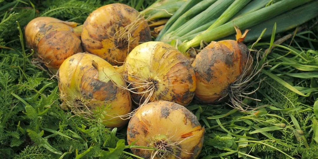 Добавляю при посадке лука чернушки и лук вырастает крупный