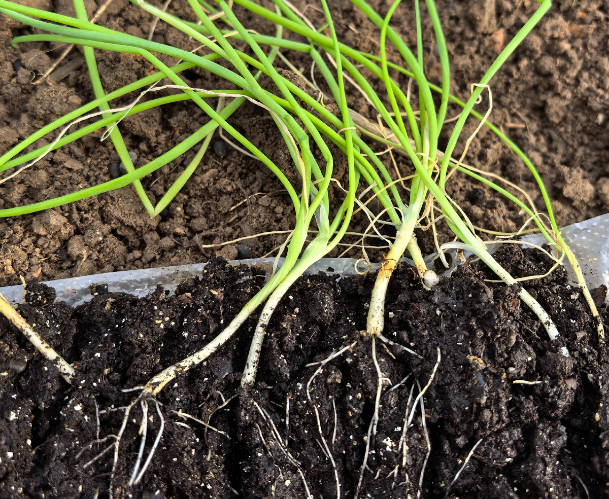 Лук из семян