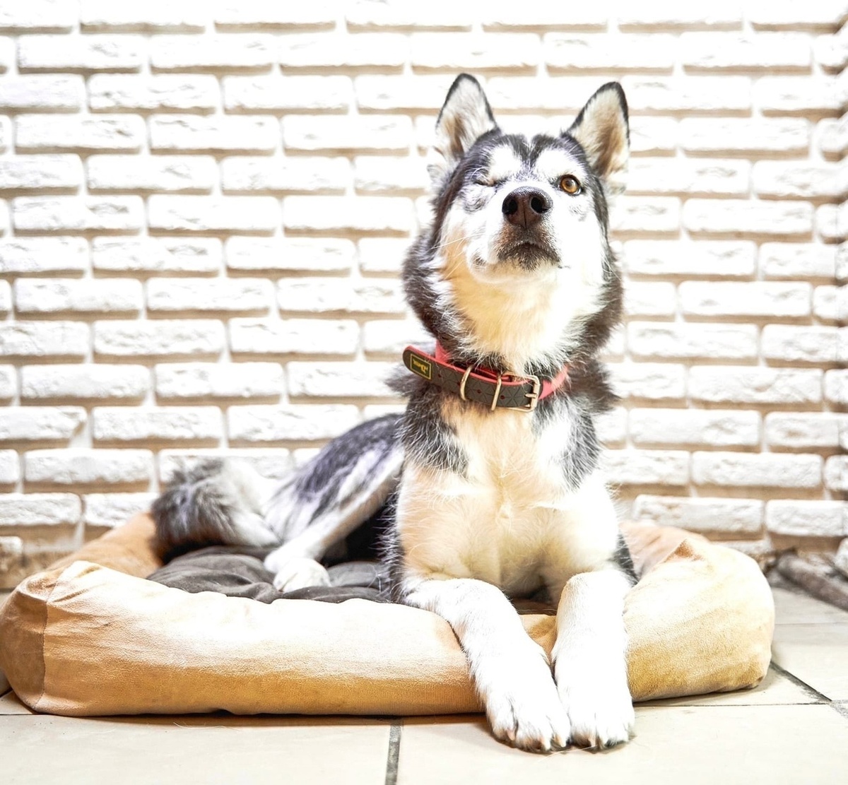 Измученная голоданиями и плохим питанием, такая к нам поступила Альфа.