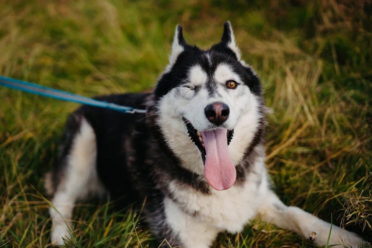 Готова поддержать вас в любых спортивных начинаниях и стать самым лучшим другом и компаньоном.