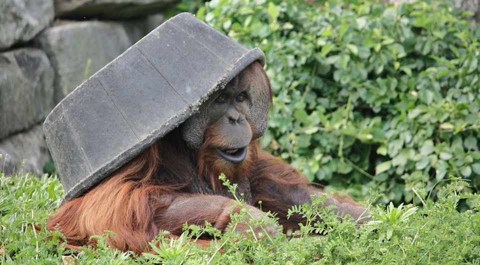   Postdlf / Wikimedia Commons / CC BY-SA 3.0