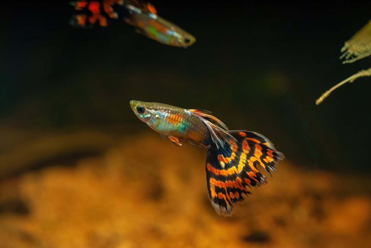 Благодаря своей красоте, разнообразию окрасов и неприхотливости гуппи остаются одними из самых популярных рыб для маленьких аквариумов, украшая их и придавая динамику компактному подводному миру.