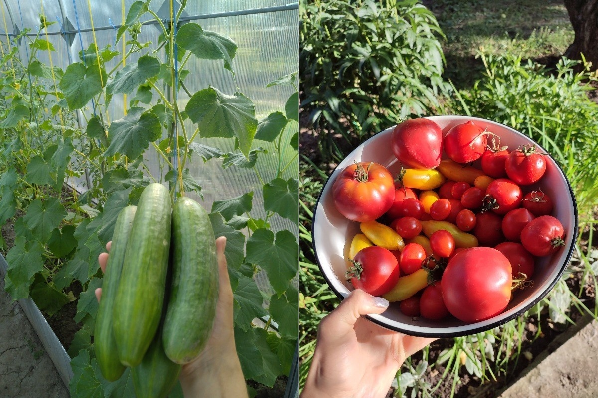 Теплица с высокими грядками — это лучшее решение для холодных ночей конца мая и июня. Мы едим свои огурцы уже в июне. Источник: личный архив автора