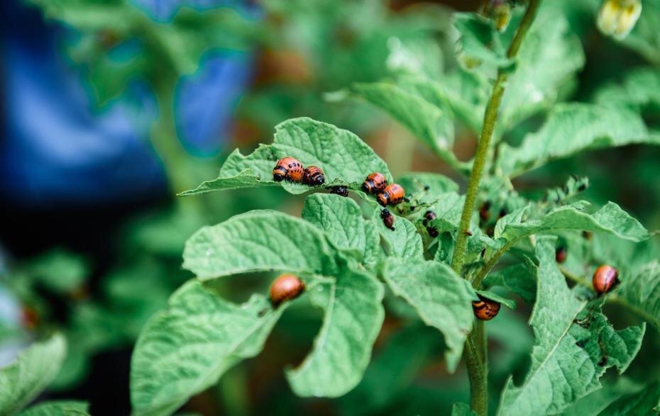    Shutterstock/FOTODOM