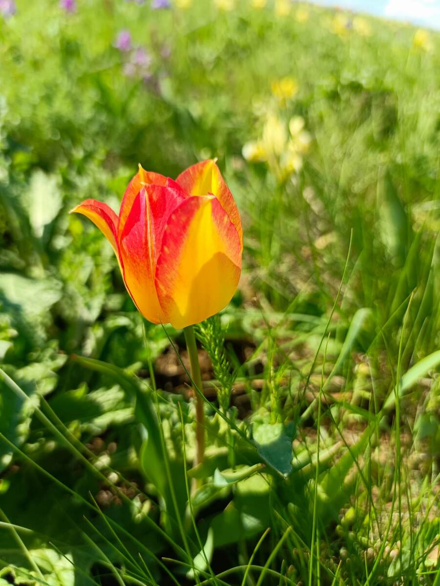 Бокал для небесного вина