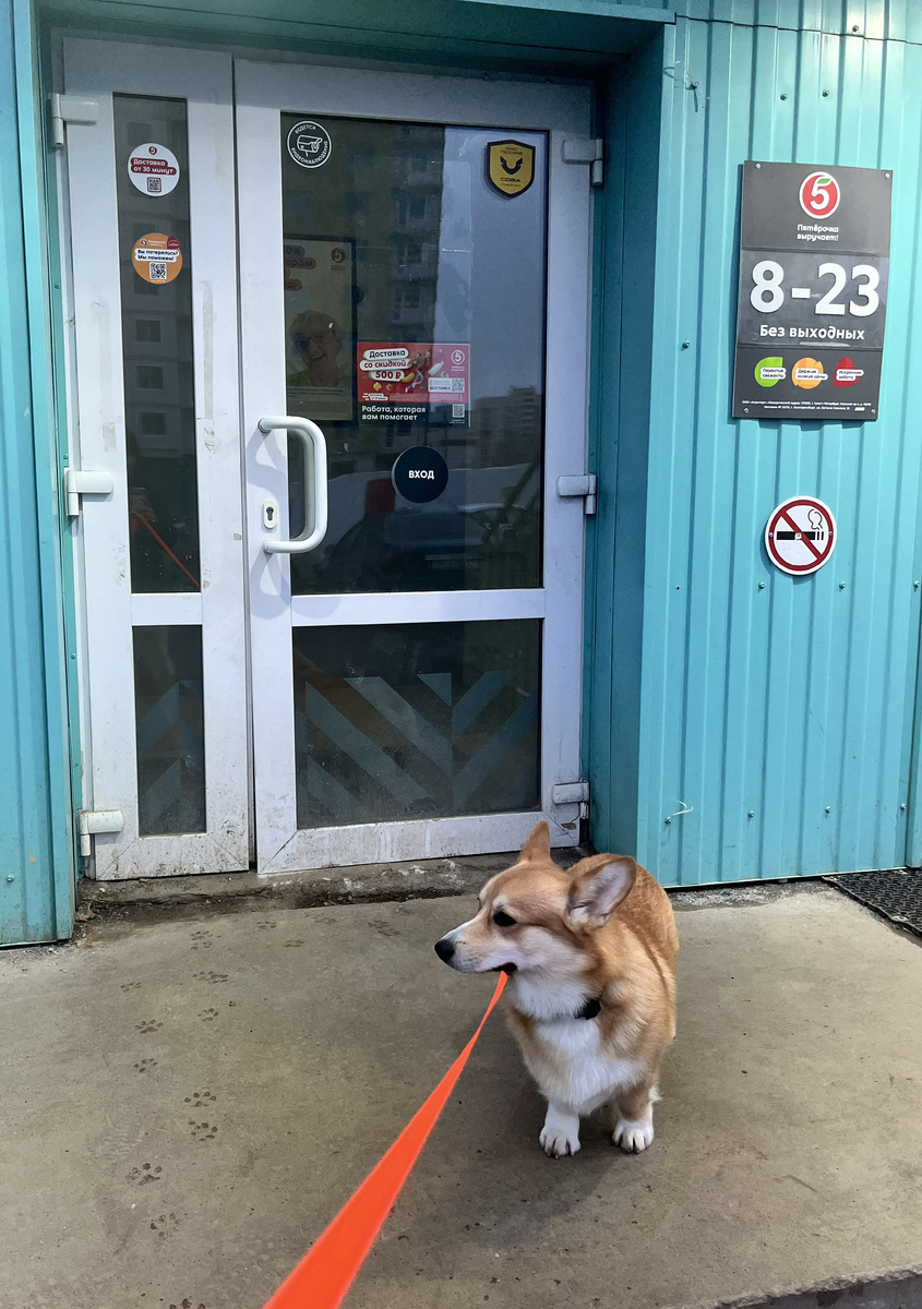Магазин торговой сети "Пятёрочка" не запрещает посещение с домашним животным