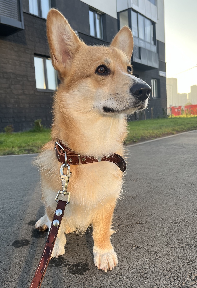 Кеша тоже задумался над местом для прогулки 