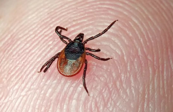    "Внешне клещ представляет собой паукообразное тело кирпично-красного цвета с темно-коричневым щитком на спинке и удлиненным хоботком. ФОТО: sterlibcrb.ru"